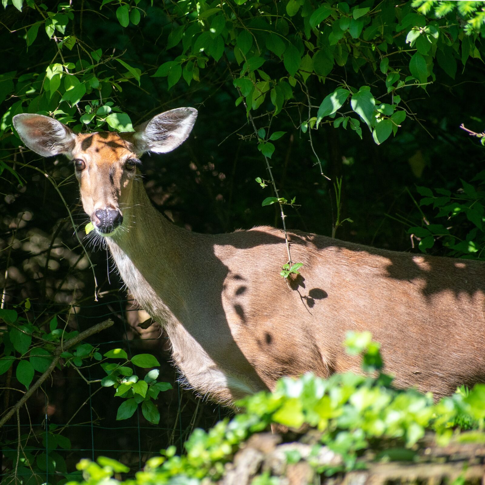 Nikon D3500 sample photo. Deer, whitetail, white-tailed deer photography