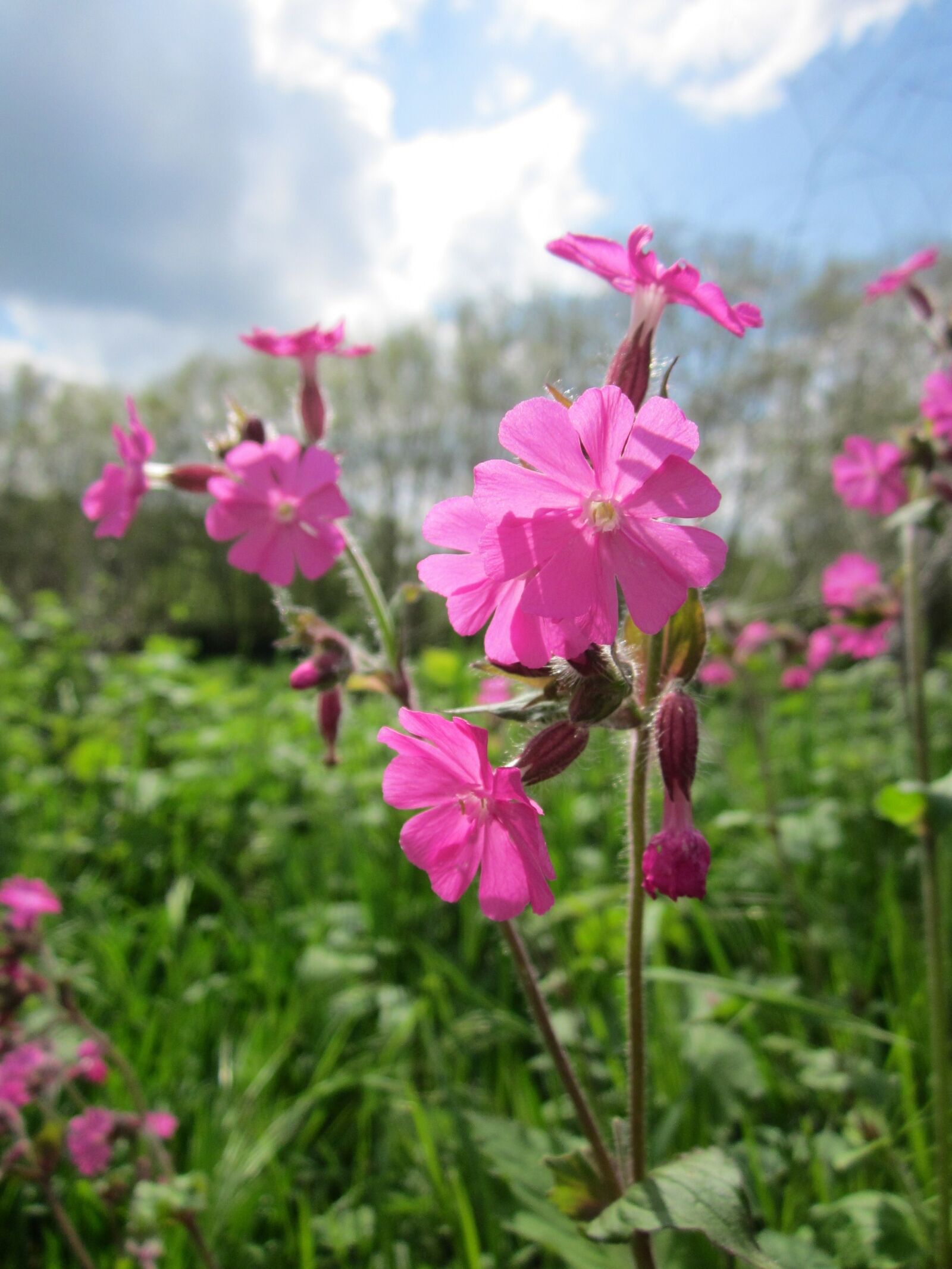 Canon PowerShot A1200 sample photo. Silene dioica, red campion photography