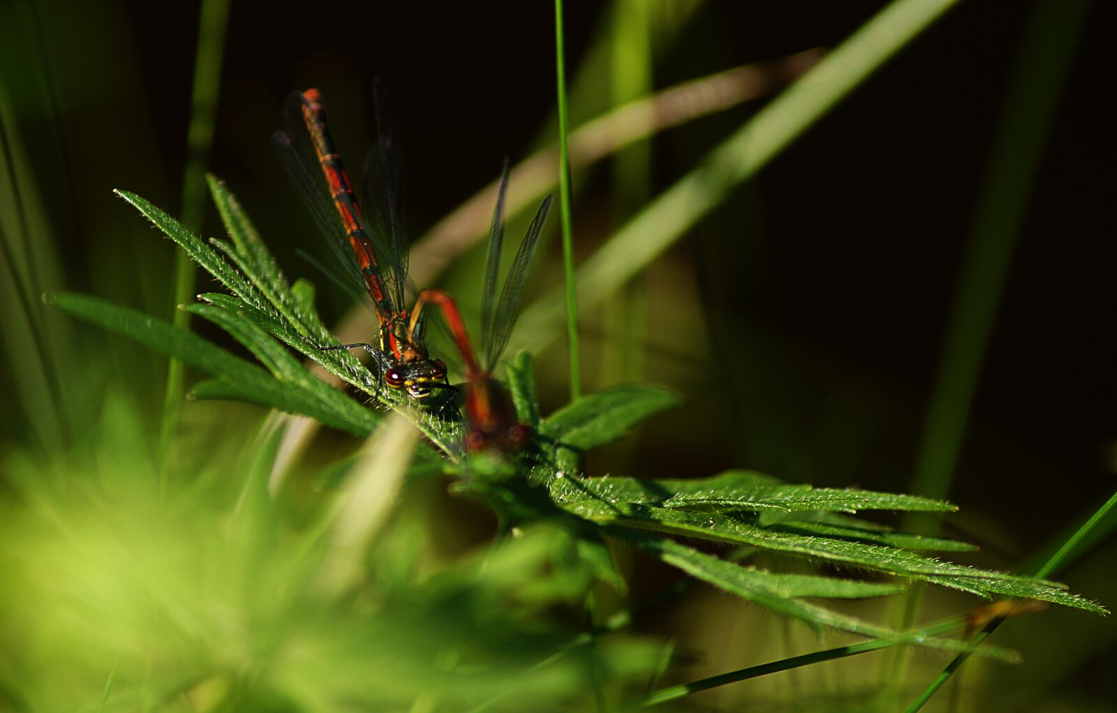 Sony SLT-A57 sample photo. Dragonfly, pairing, flight insect photography