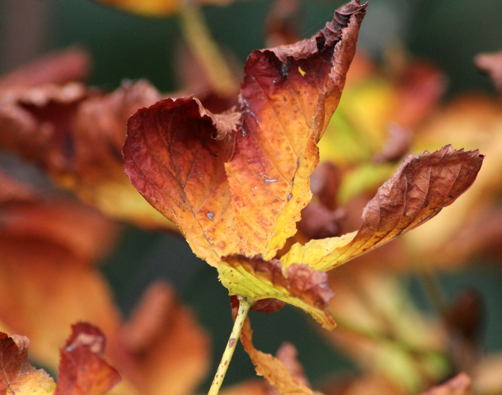 Canon EOS 1100D (EOS Rebel T3 / EOS Kiss X50) sample photo. Autumn leaf, leaf, autumn photography