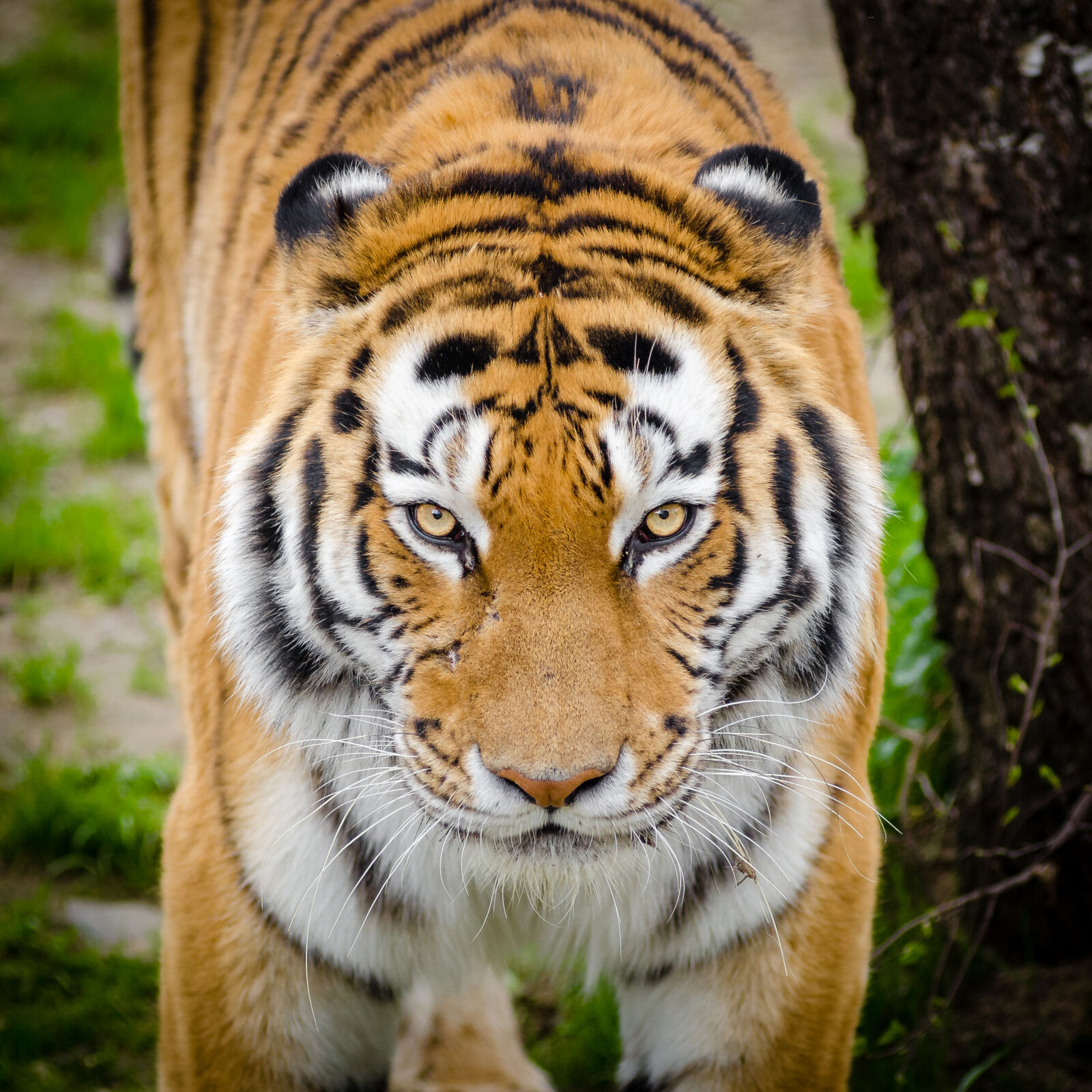AF Zoom-Nikkor 80-200mm f/2.8 ED sample photo. Tiger, beside, tree photography