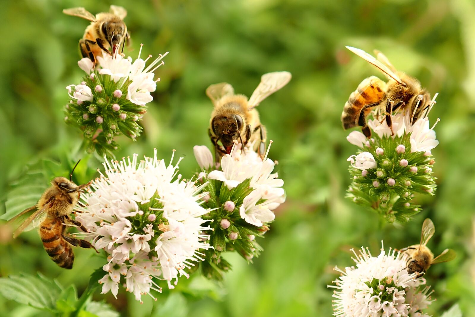 Olympus TG-5 sample photo. Bees, insects, pollen photography