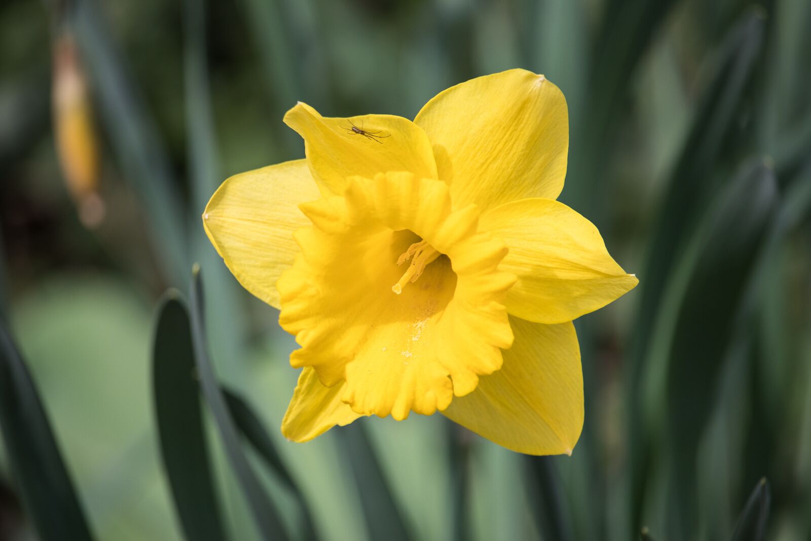 Canon EF-S 55-250mm F4-5.6 IS STM sample photo. Daffodil, narcissus, flower photography