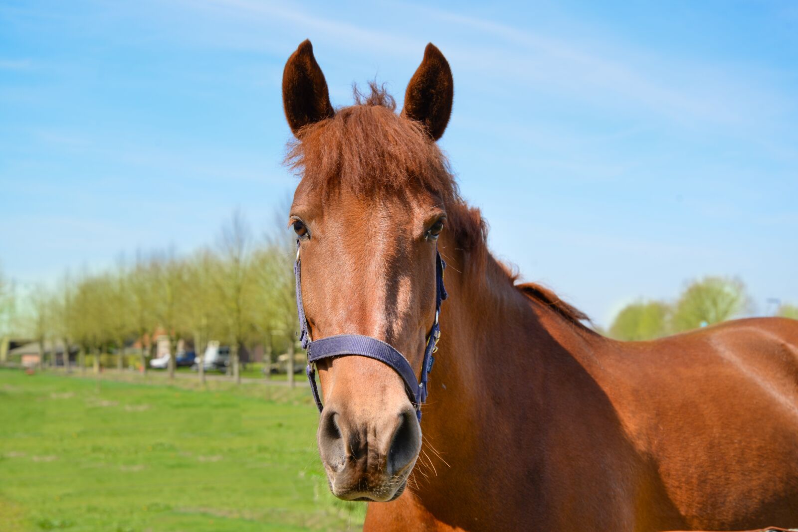 Nikon D610 sample photo. Horse, head, animal photography