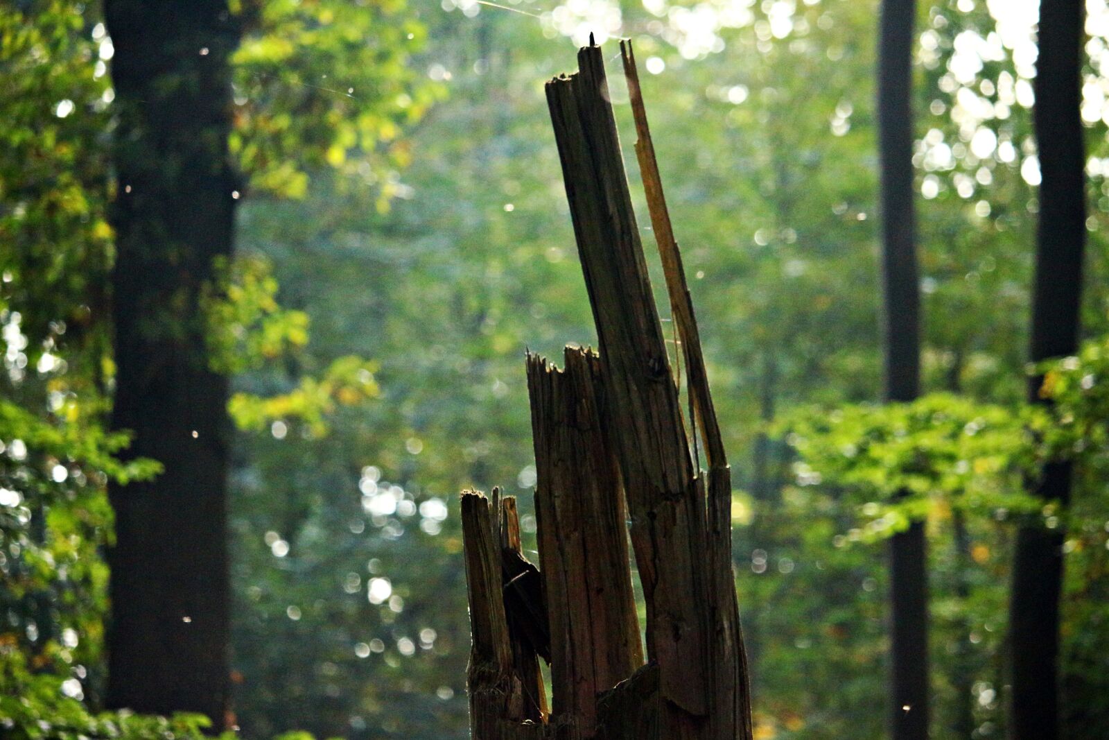 Canon EOS 100D (EOS Rebel SL1 / EOS Kiss X7) sample photo. Forest, tree stump, autumn photography