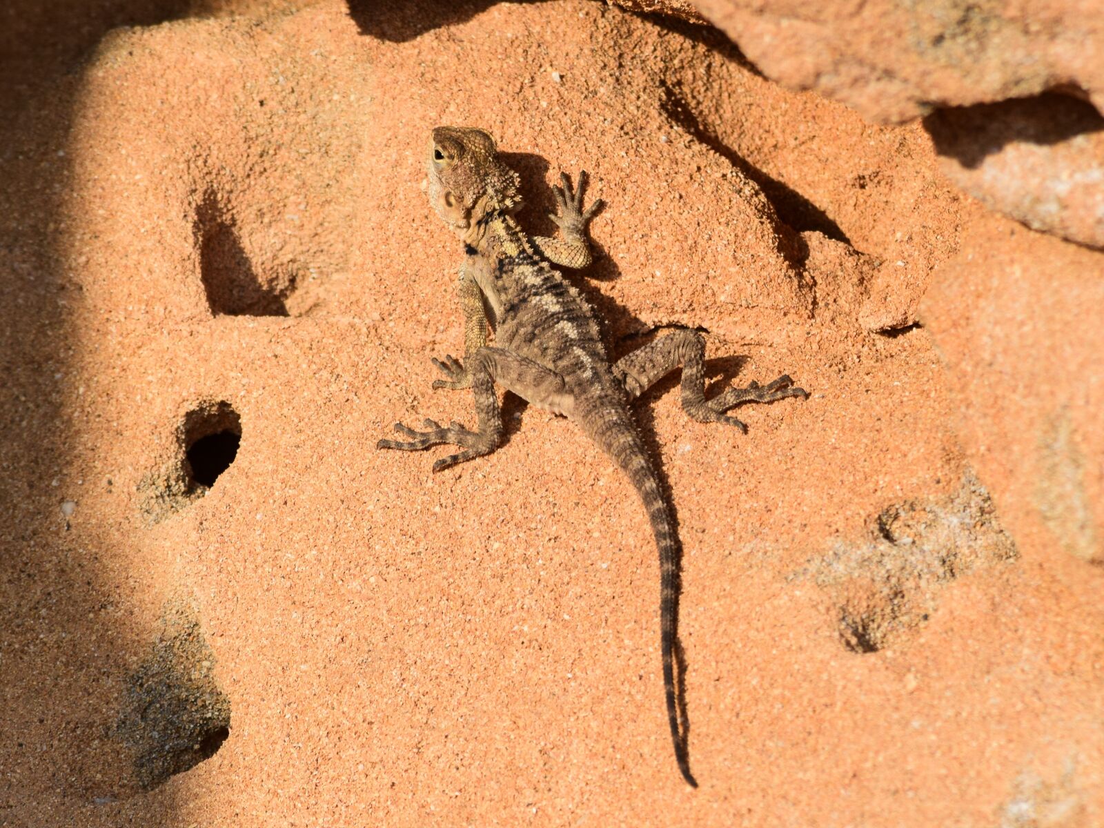 Nikon D3300 sample photo. Rock, nature, reptile photography