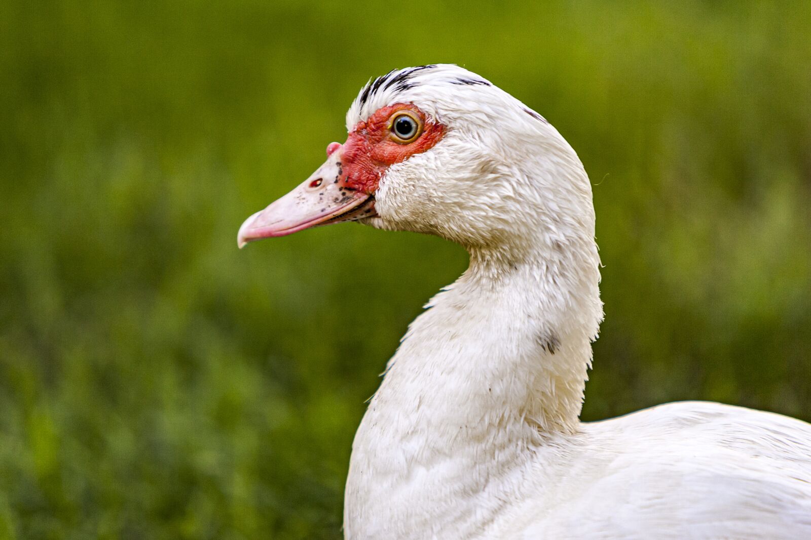 Canon EOS-1D Mark II sample photo. Duck, animal, grass photography