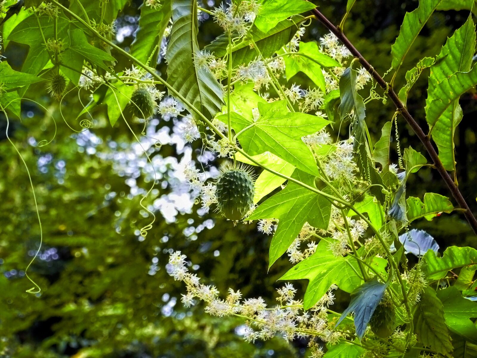 Fujifilm FinePix S6500fd sample photo. Plant, leaf, green photography