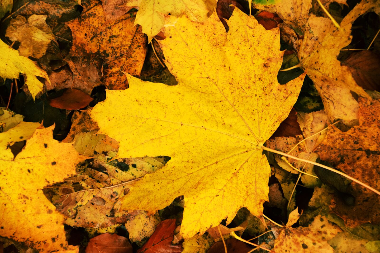 Nikon D3300 sample photo. Leaf, nature, autumn photography