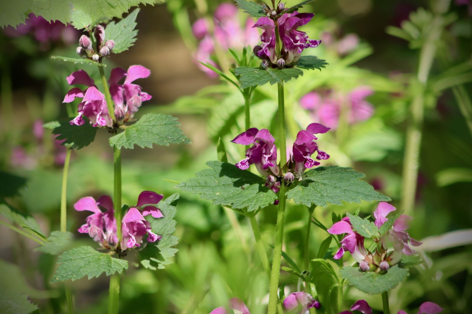 Canon EOS 800D (EOS Rebel T7i / EOS Kiss X9i) sample photo. Nettles, pink, violet photography
