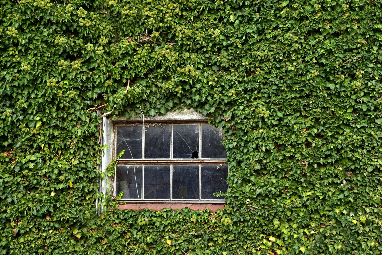 Nikon D750 sample photo. Window, old, wall photography