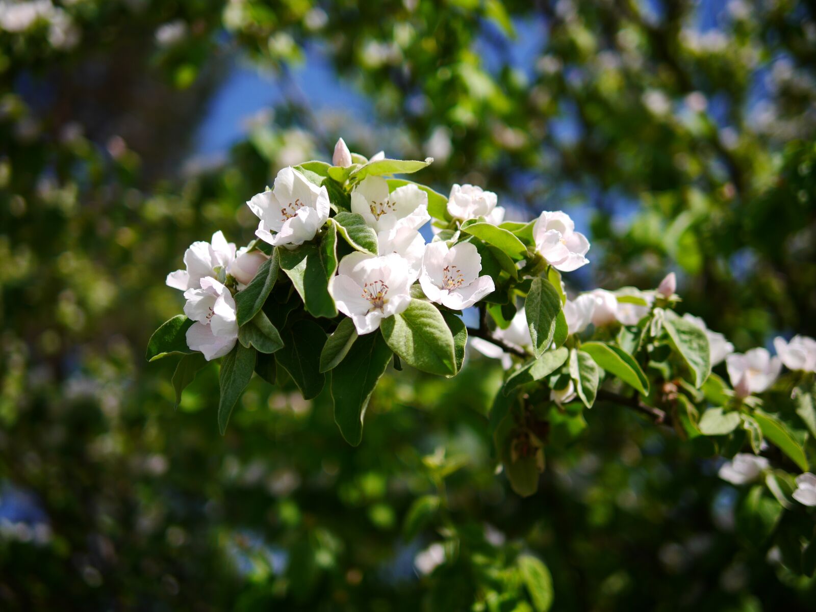 Panasonic Lumix DMC-GX7 sample photo. Flower, plant, nature photography