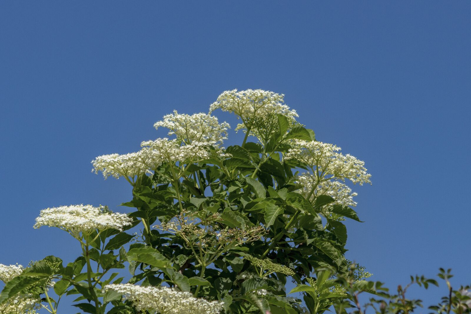 Canon EF75-300mm f/4-5.6 sample photo. Elder, flower, white photography