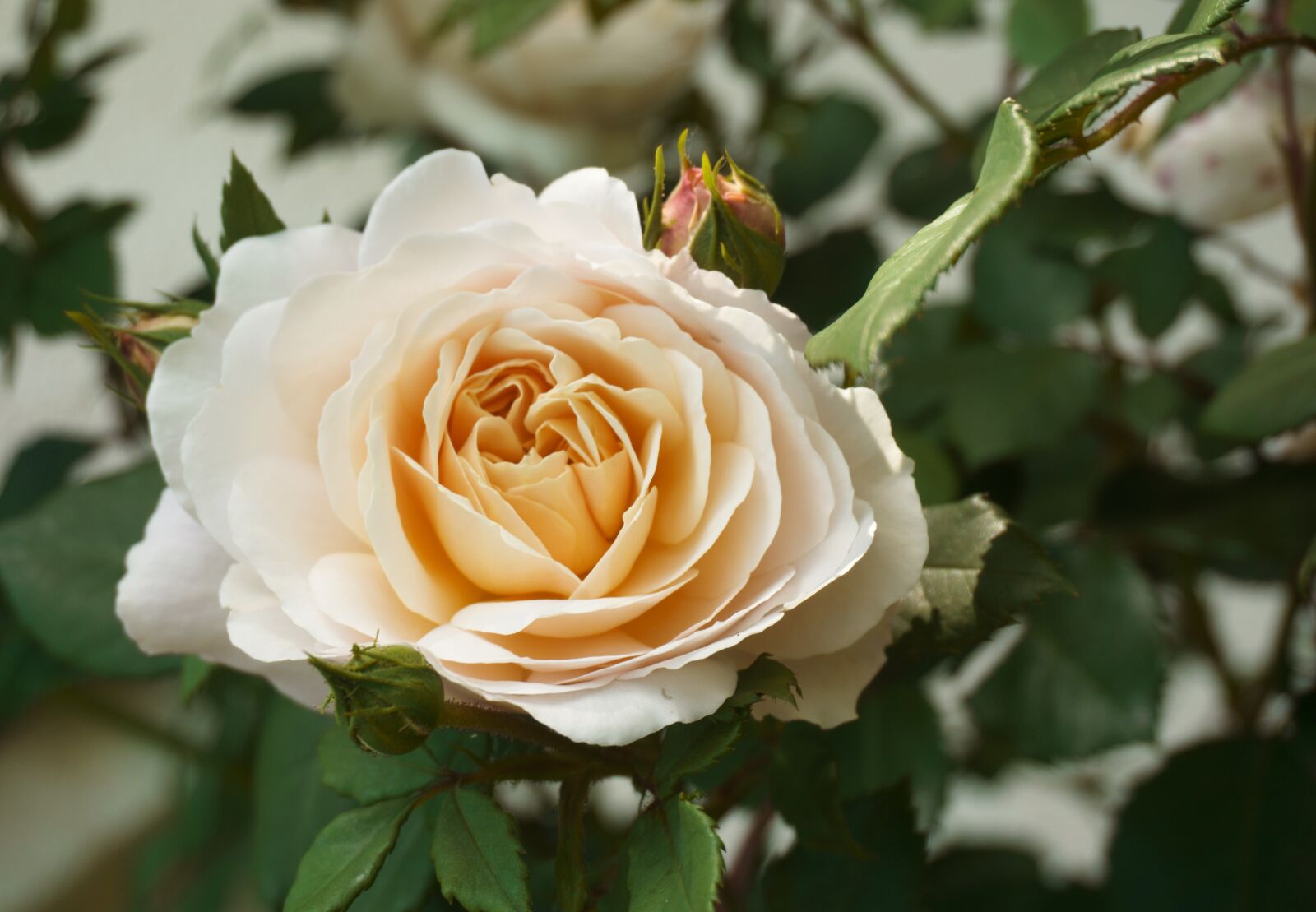 Sony a6000 sample photo. Nature, flower, rose photography