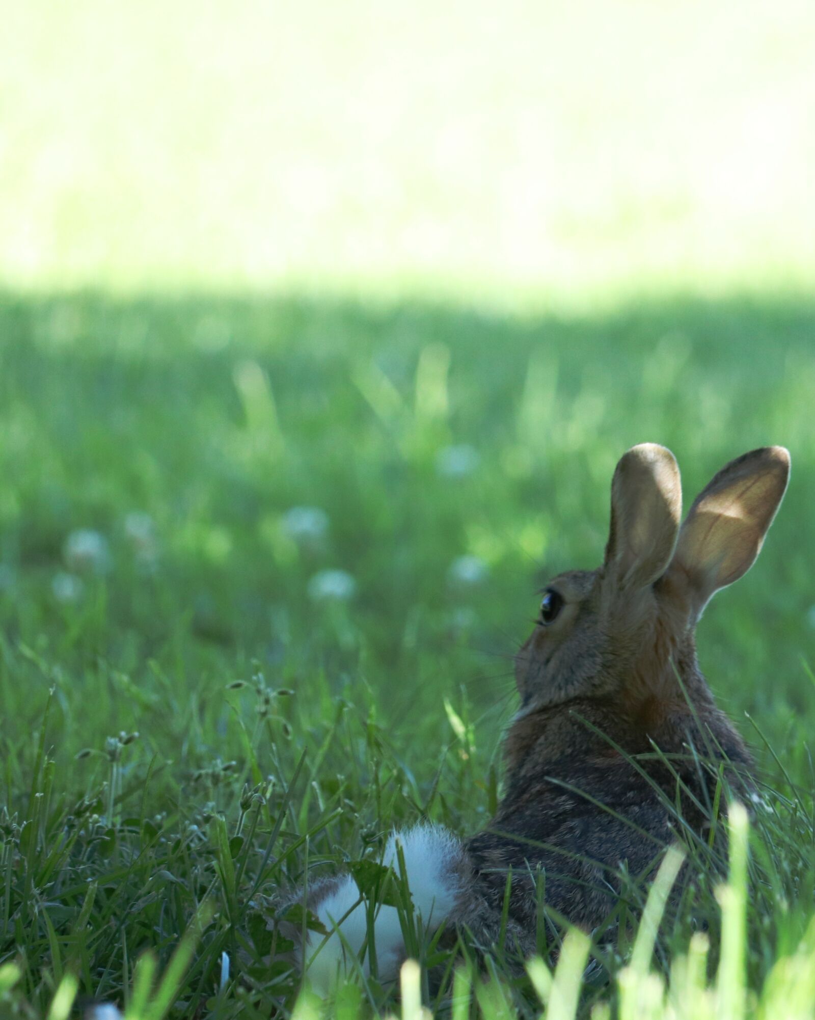Canon EOS 200D (EOS Rebel SL2 / EOS Kiss X9) sample photo. Bunny, rabbit, easter photography