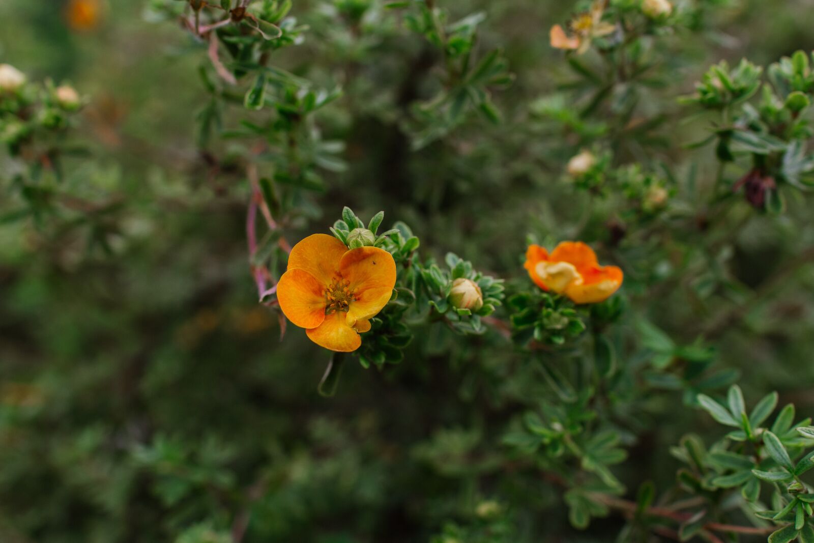 Canon EOS 60D sample photo. Cinquefoil shrub, flowers, yellow photography