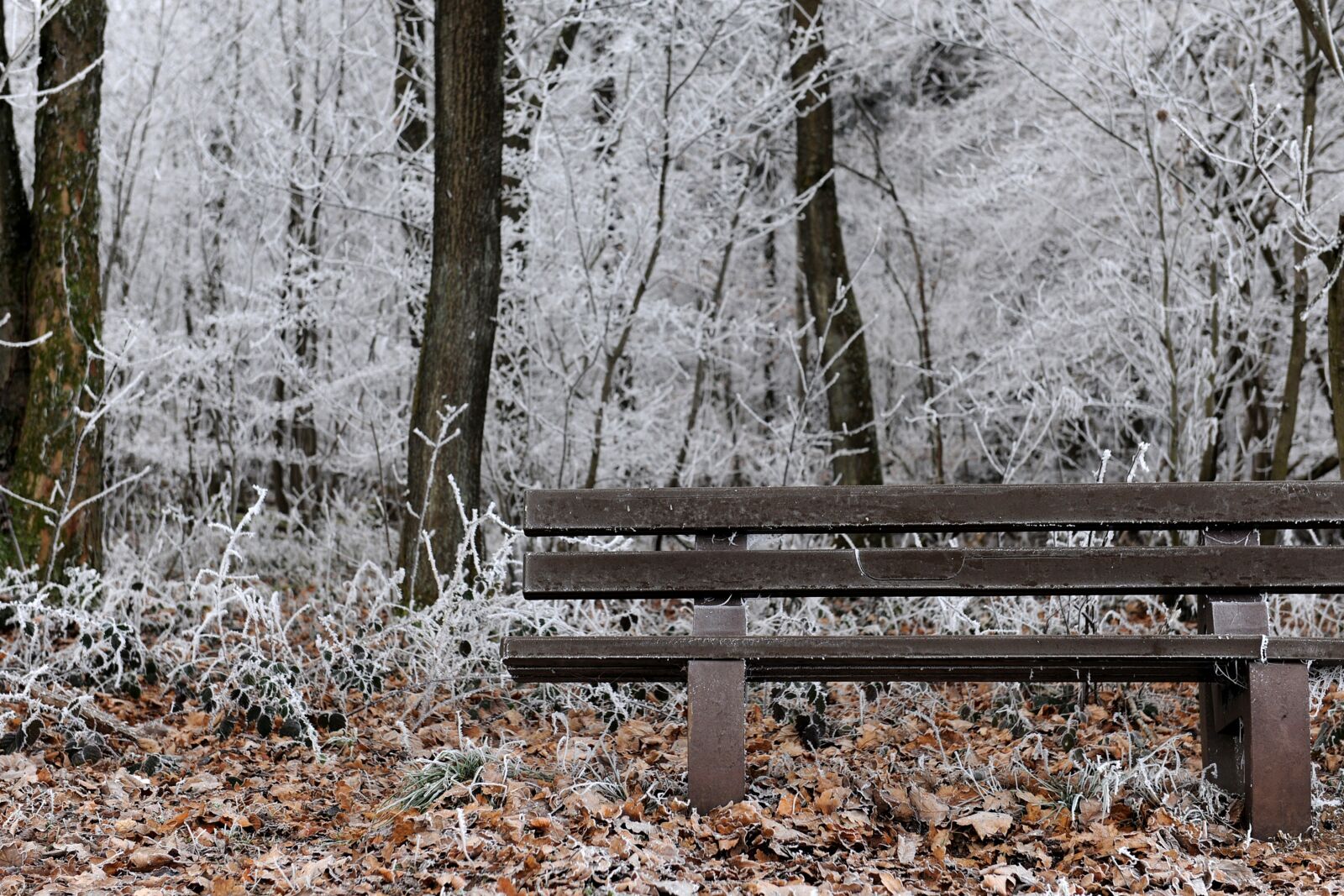 Nikon D3X sample photo. Frost, winter, cold photography