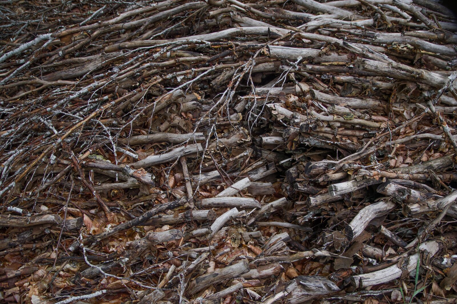 Pentax KP sample photo. Material, wood, branches photography