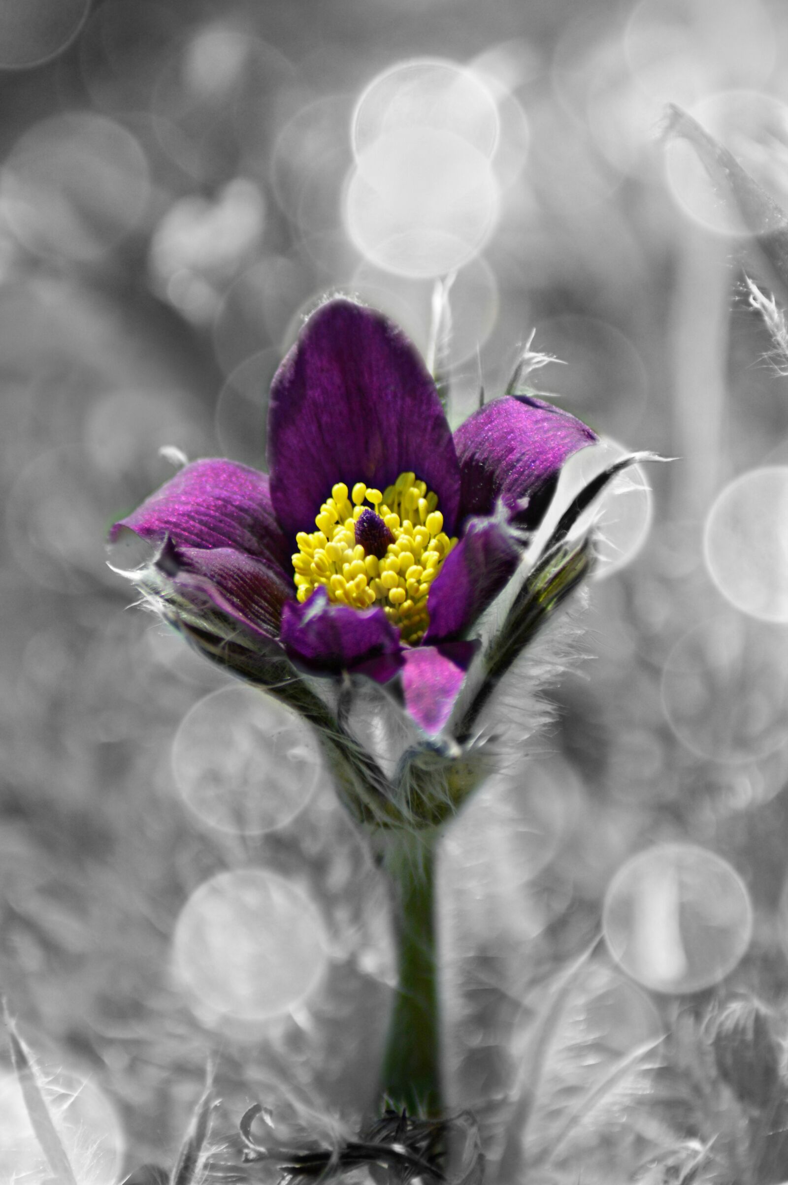 Nikon D3200 sample photo. Flower, purple, spring photography