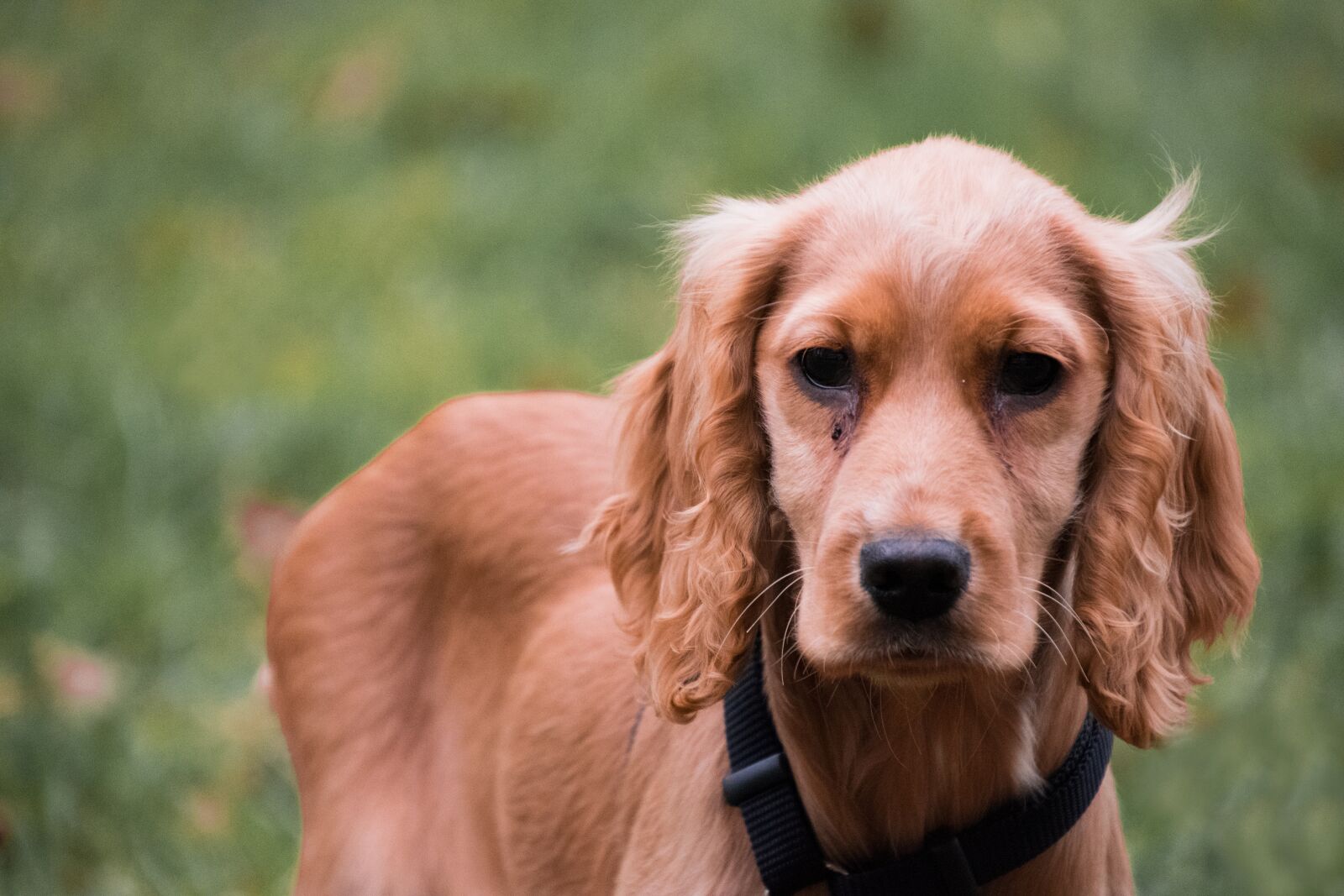 Nikon D3300 sample photo. Animal, cute, dog photography