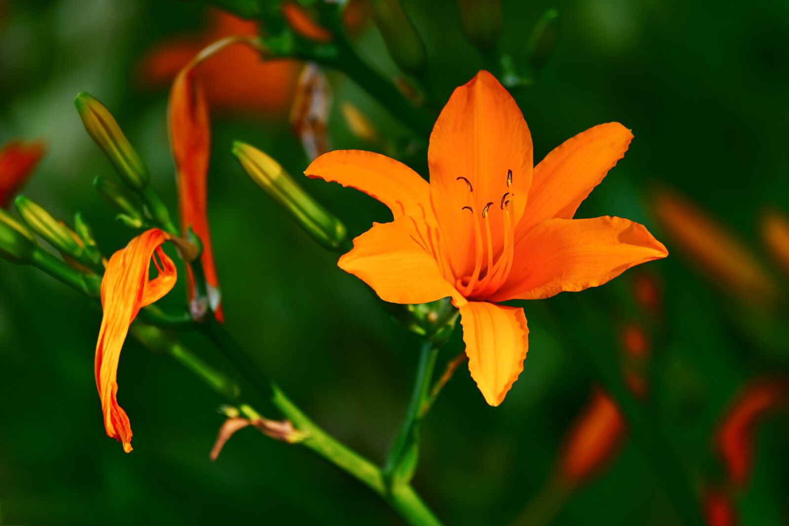 Fujifilm XF 55-200mm F3.5-4.8 R LM OIS sample photo. Brunello lily, lilium asiaticum photography