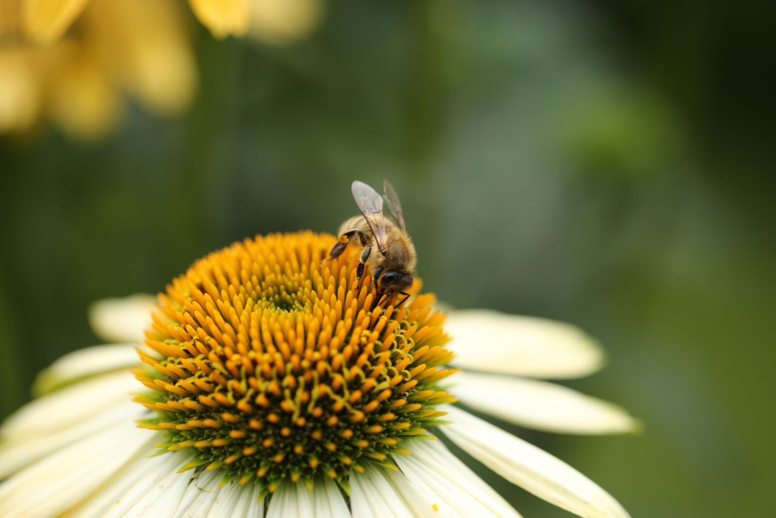 Canon EF 100mm F2.8L Macro IS USM sample photo. Insect, bee, coneflower photography