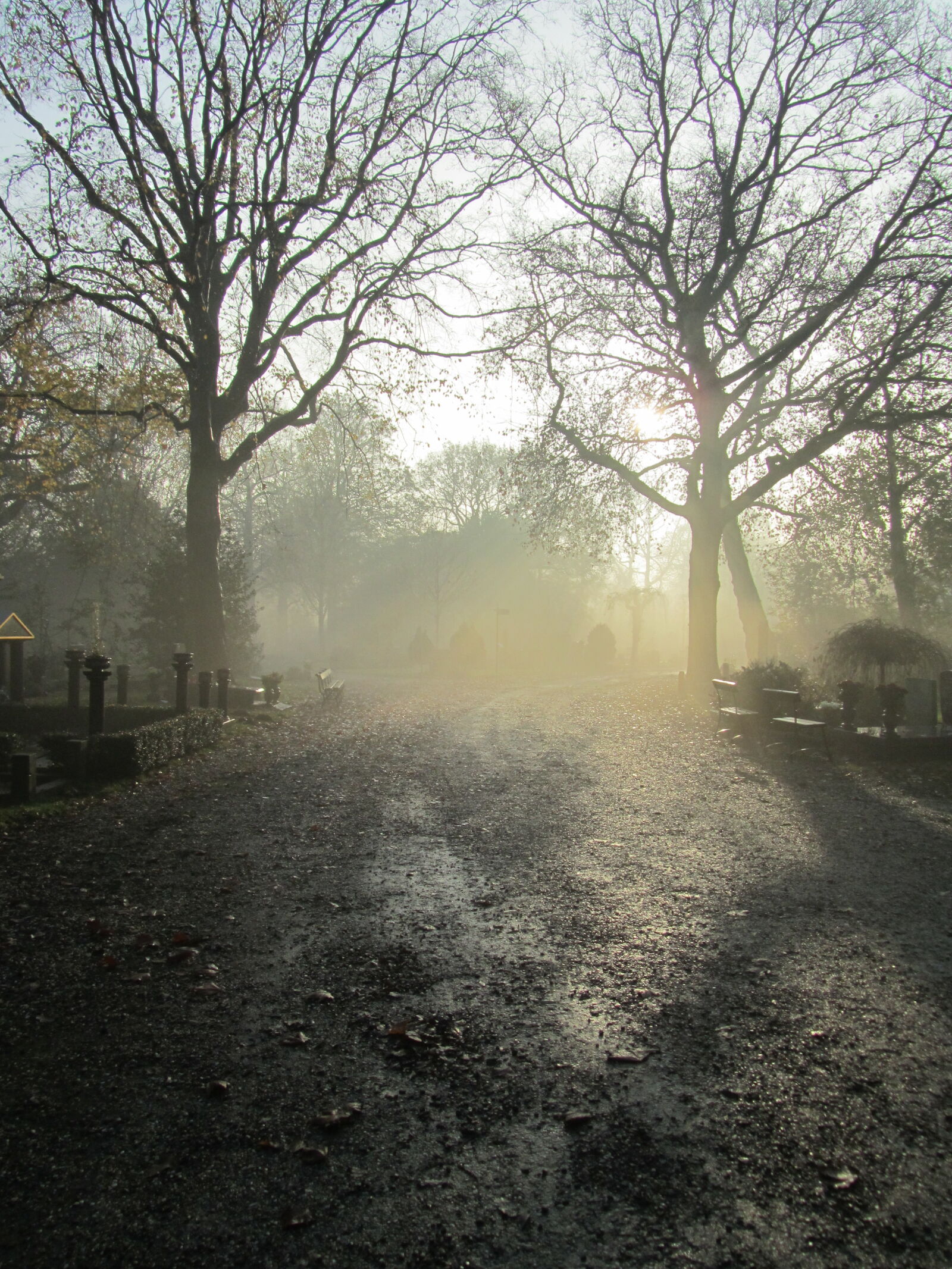 Canon PowerShot SX210 IS sample photo. Graveyard, mist, nature, silhouette photography