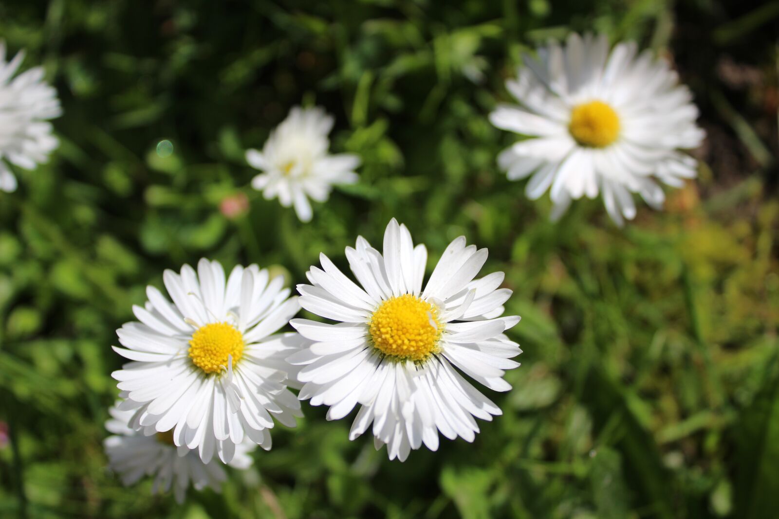Canon EOS 100D (EOS Rebel SL1 / EOS Kiss X7) sample photo. Daisy, garden, flower photography