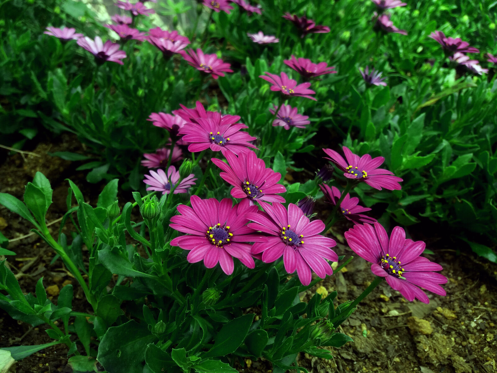 Samsung Galaxy J5 sample photo. Purple, sunflower, on, bloom photography