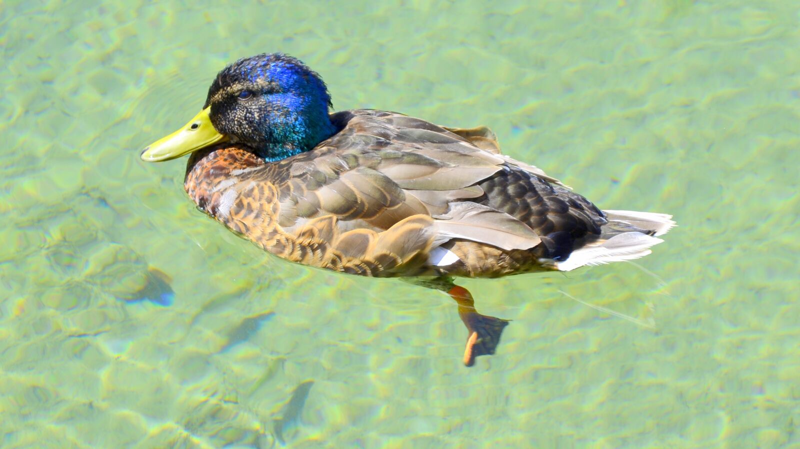 Nikon D5100 sample photo. Duck, poultry, water bird photography