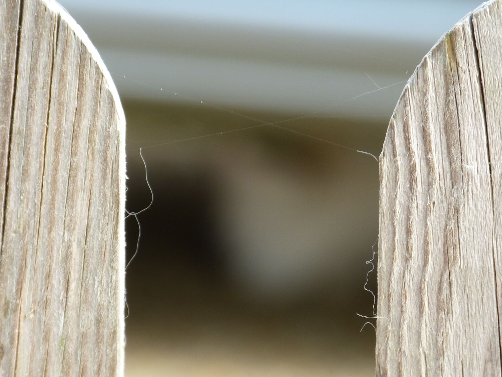 Panasonic Lumix DMC-FZ150 sample photo. Wooden fences, palisade, garden photography