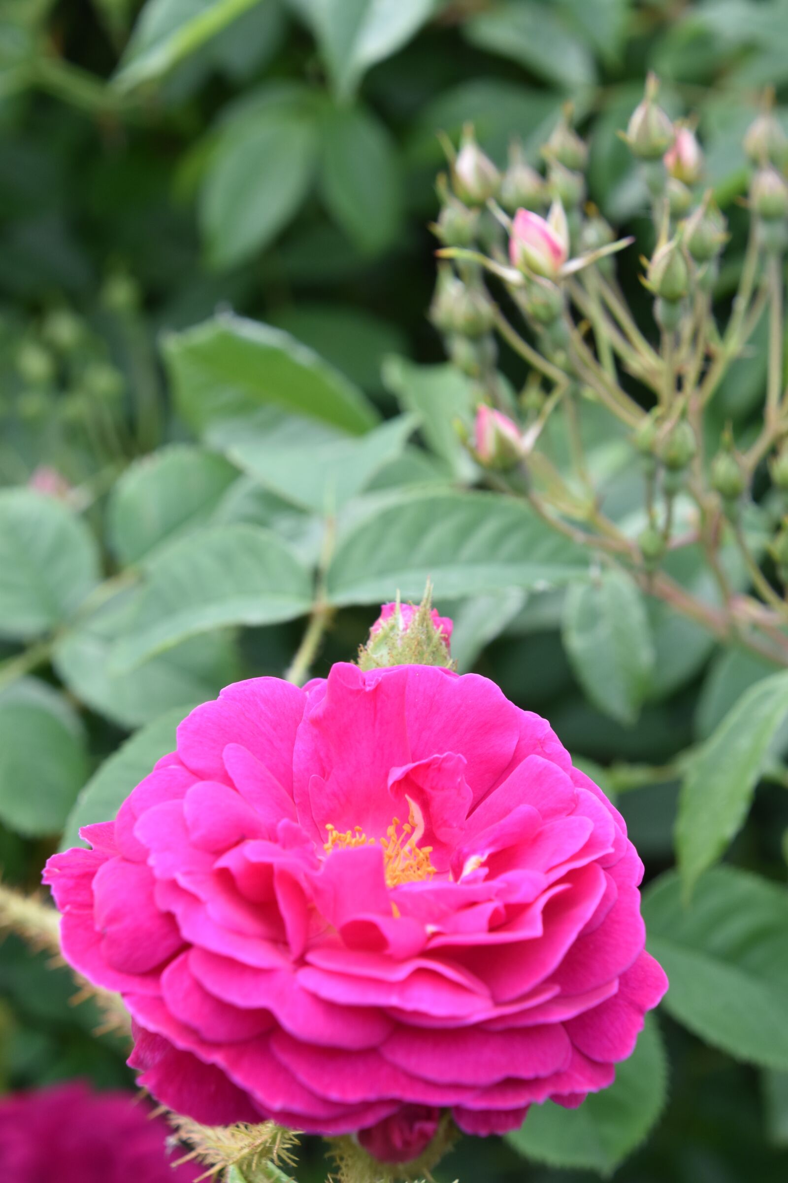 Nikon D5600 sample photo. Pink, rosary, flower photography