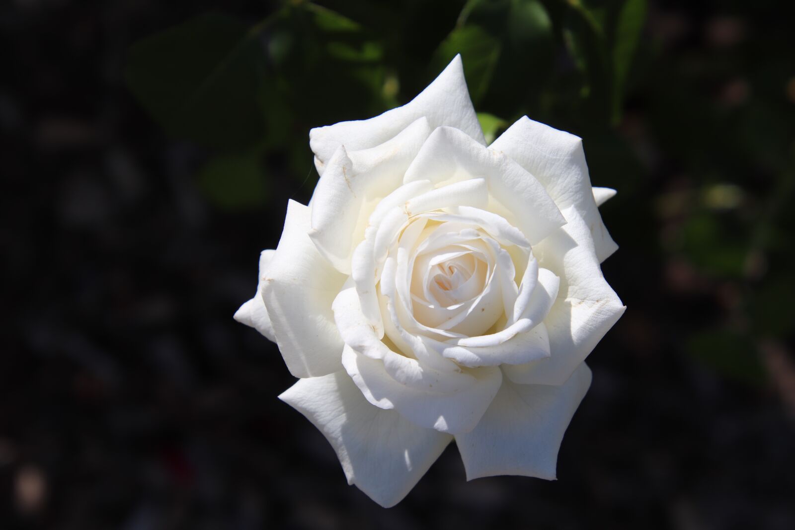 Canon EOS 800D (EOS Rebel T7i / EOS Kiss X9i) sample photo. Pink, white rose, roses photography