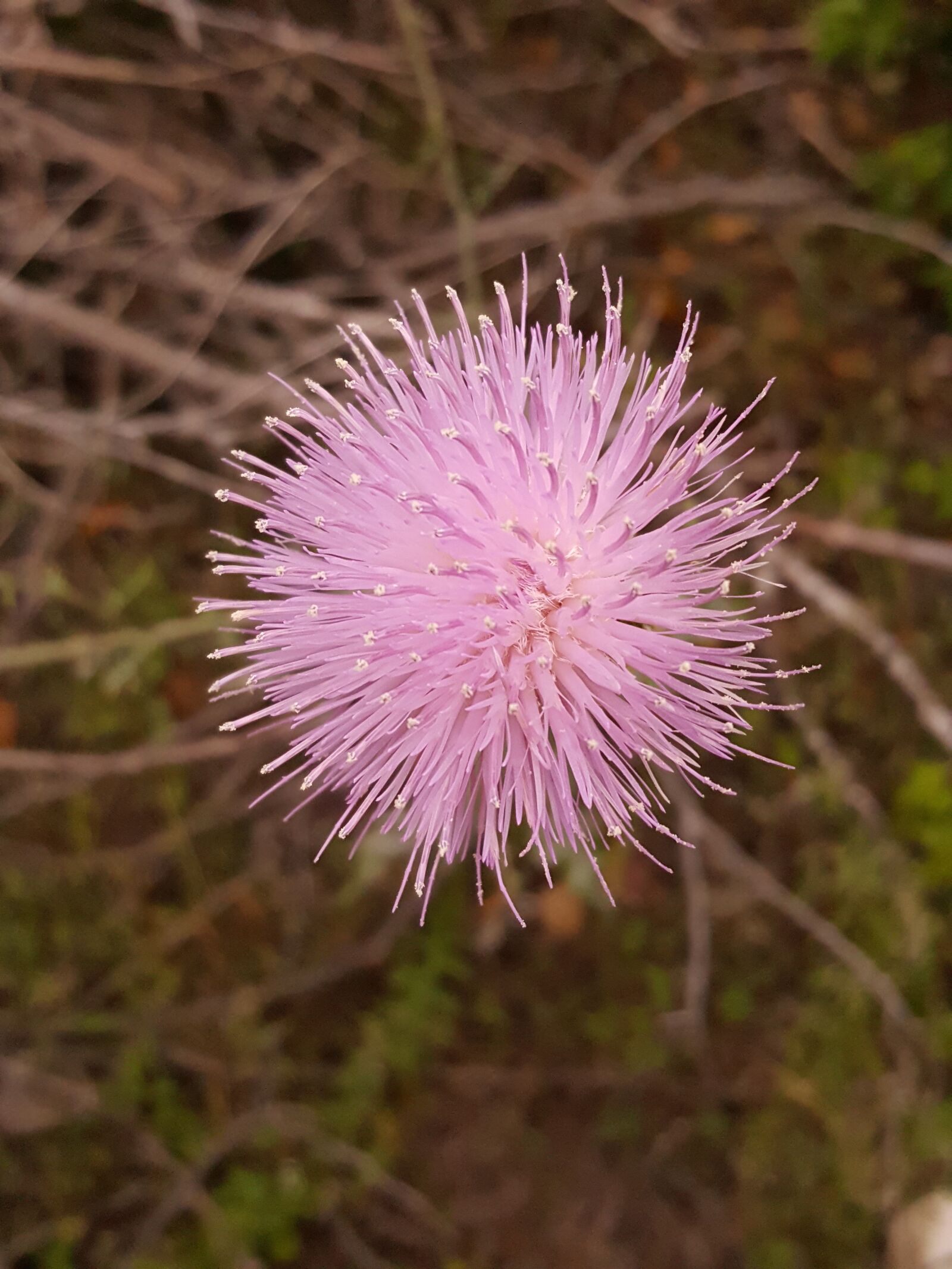 Samsung Galaxy S6 sample photo. Flower, pink, thistleweed photography