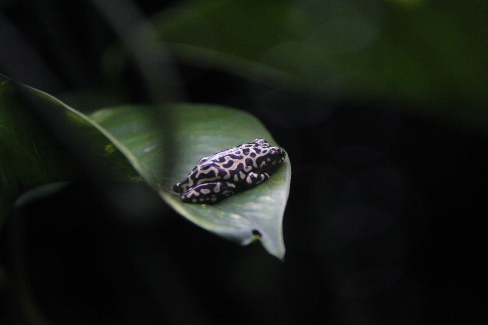 Canon EOS 500D (EOS Rebel T1i / EOS Kiss X3) sample photo. Frog, leaf, nature photography