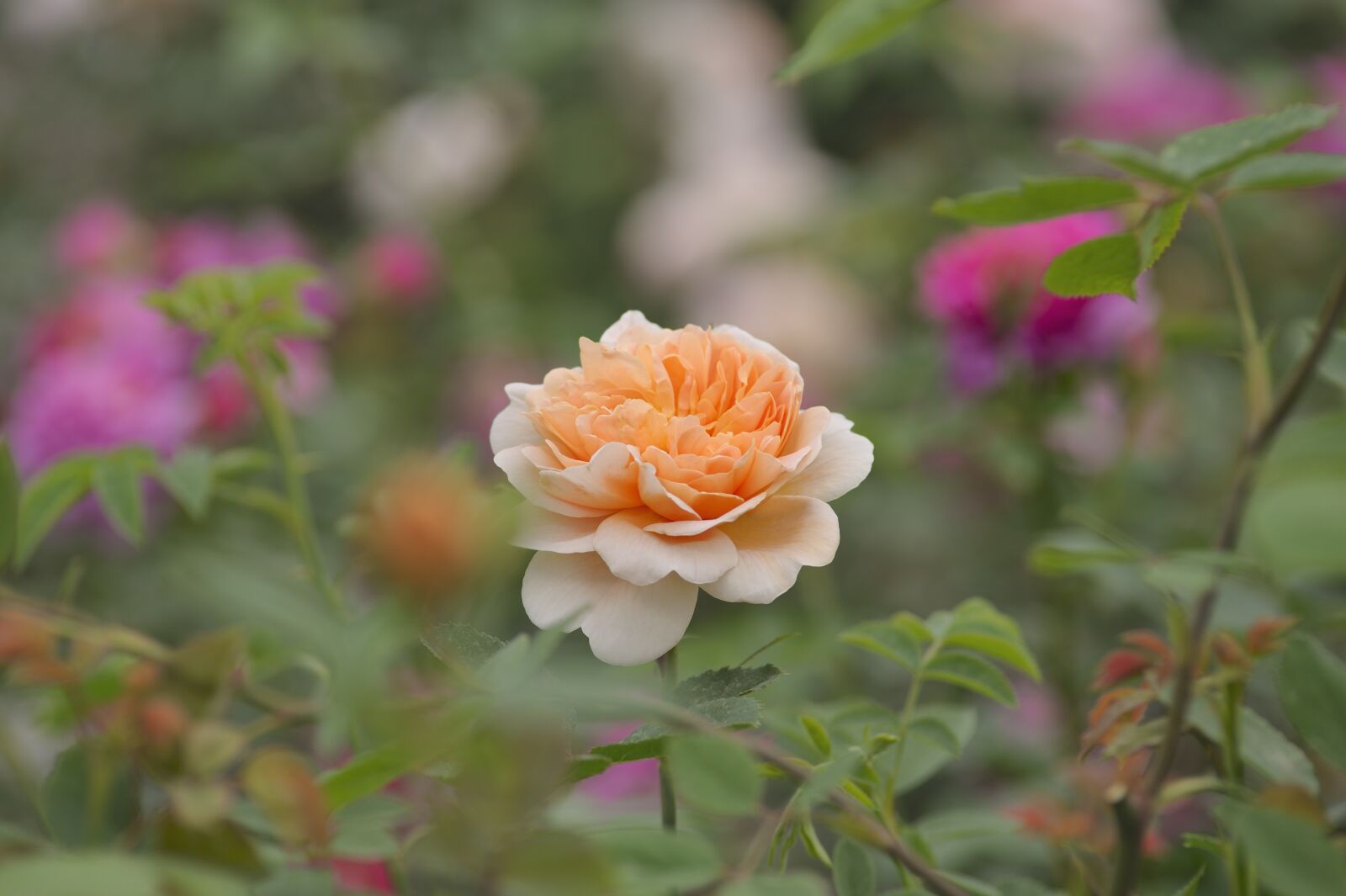 Nikon D700 sample photo. Rose, flower, bloom photography