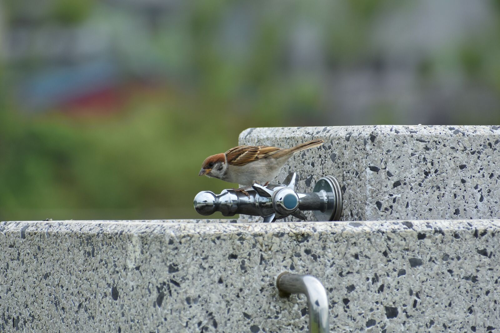 Nikon D7200 sample photo. Animal, water service, bird photography