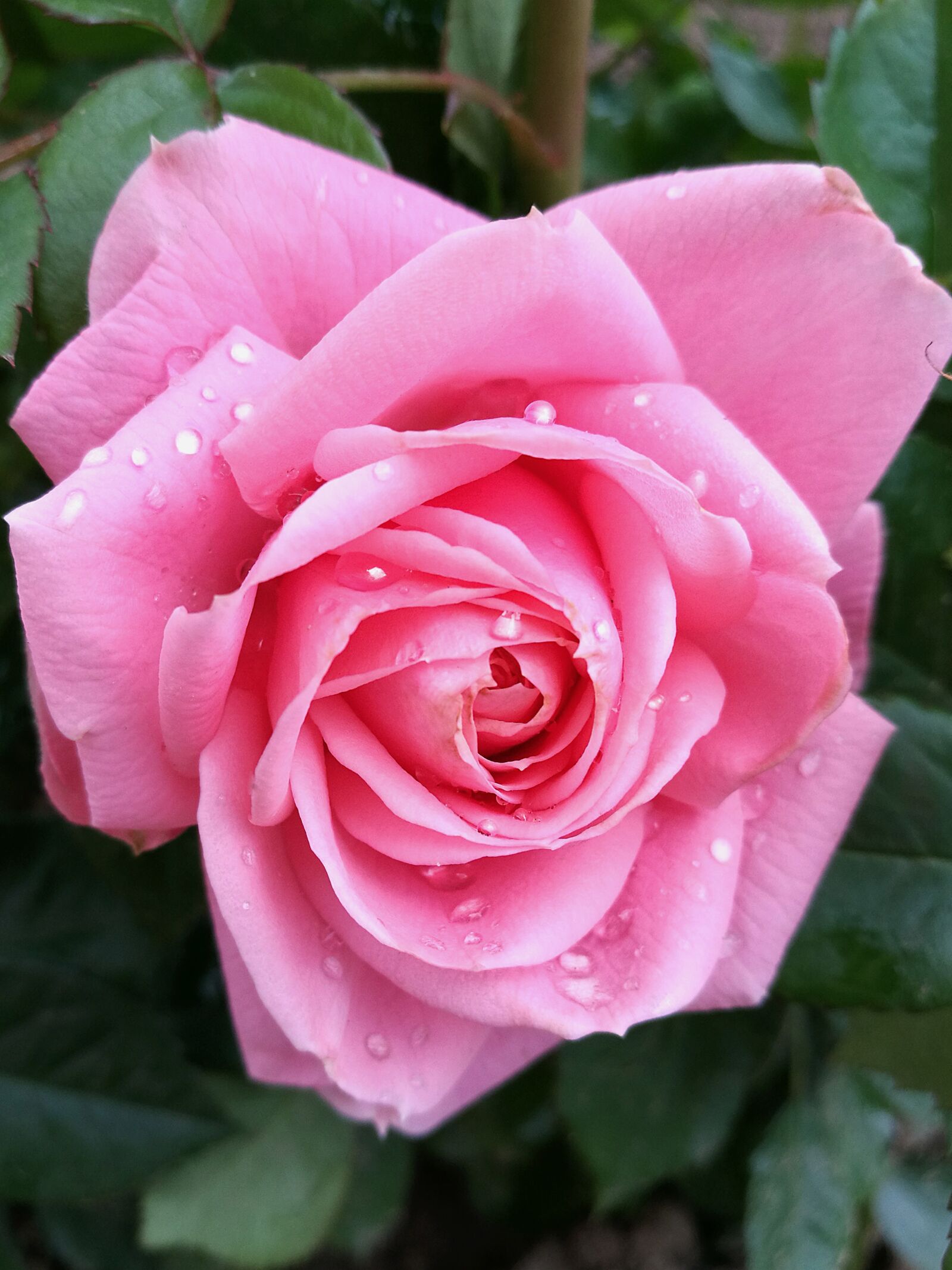 HUAWEI P9 sample photo. Rose, bud, pink rose photography
