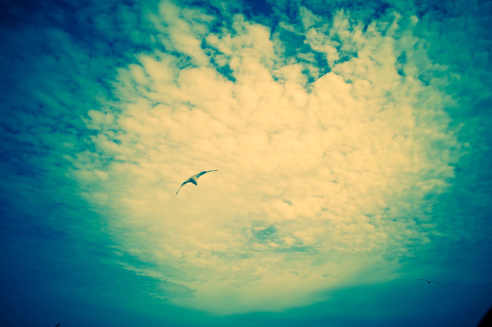 Nikon D3200 sample photo. Beach, bird, carefree, dramatic photography