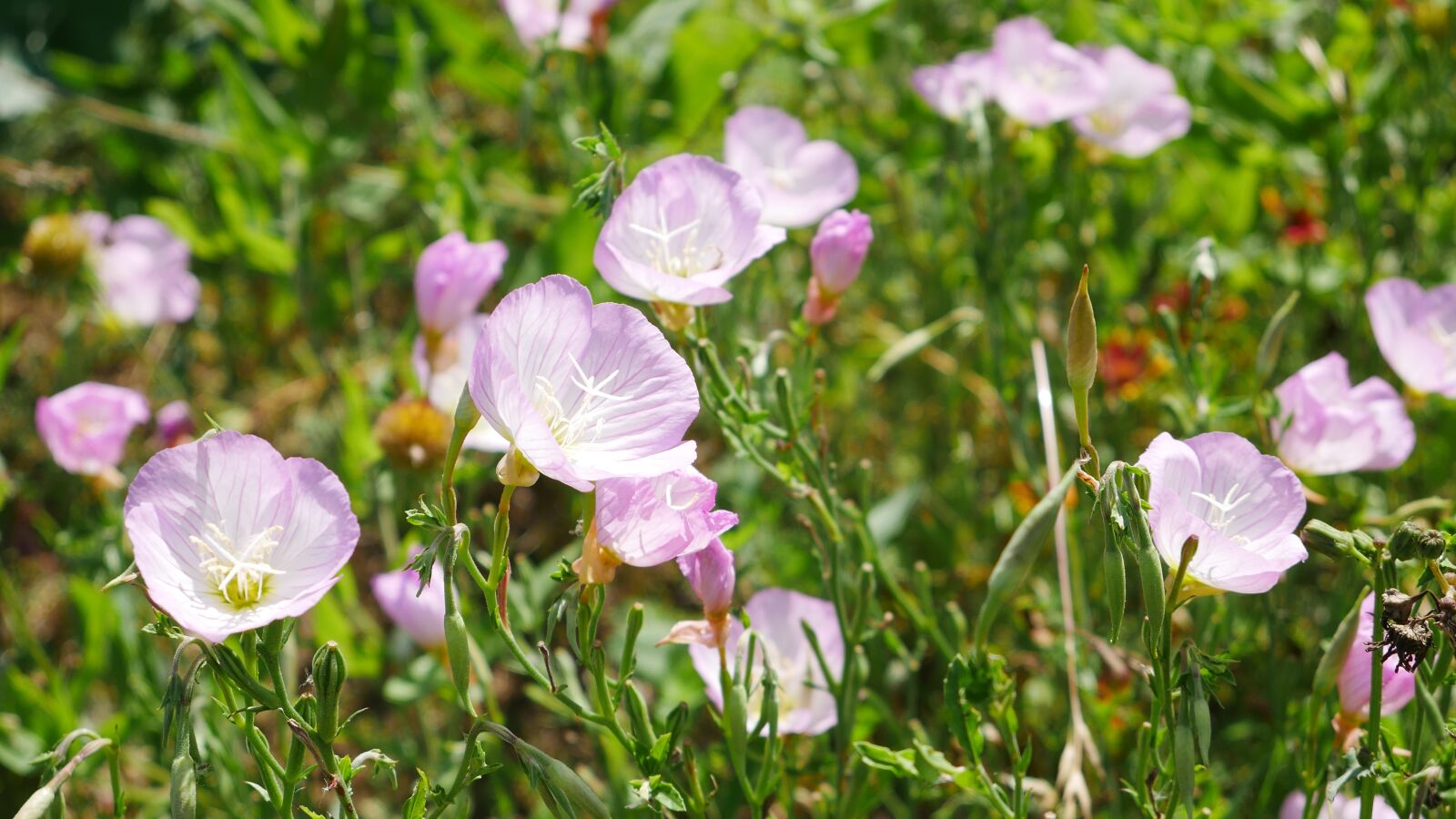 Panasonic Lumix DMC-G7 sample photo. Flowers, landscape, nature photography