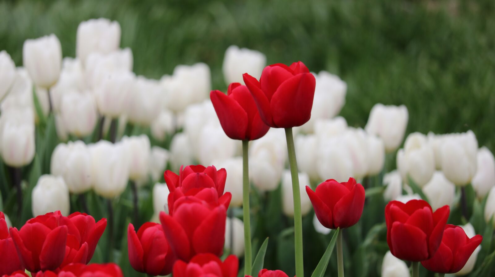 Canon EOS 750D (EOS Rebel T6i / EOS Kiss X8i) sample photo. Tulip, flower, nature photography