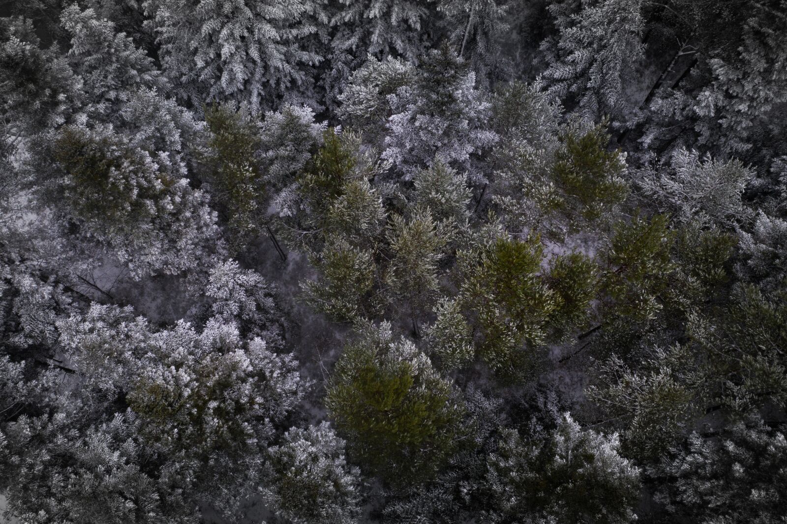 Hasselblad L1D-20c sample photo. Black forest, firs, trees photography
