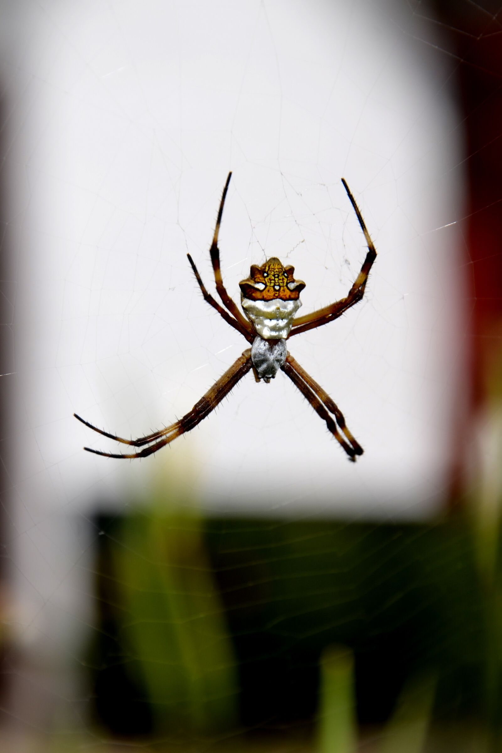 Nikon D7000 sample photo. Spider, insect, nature photography