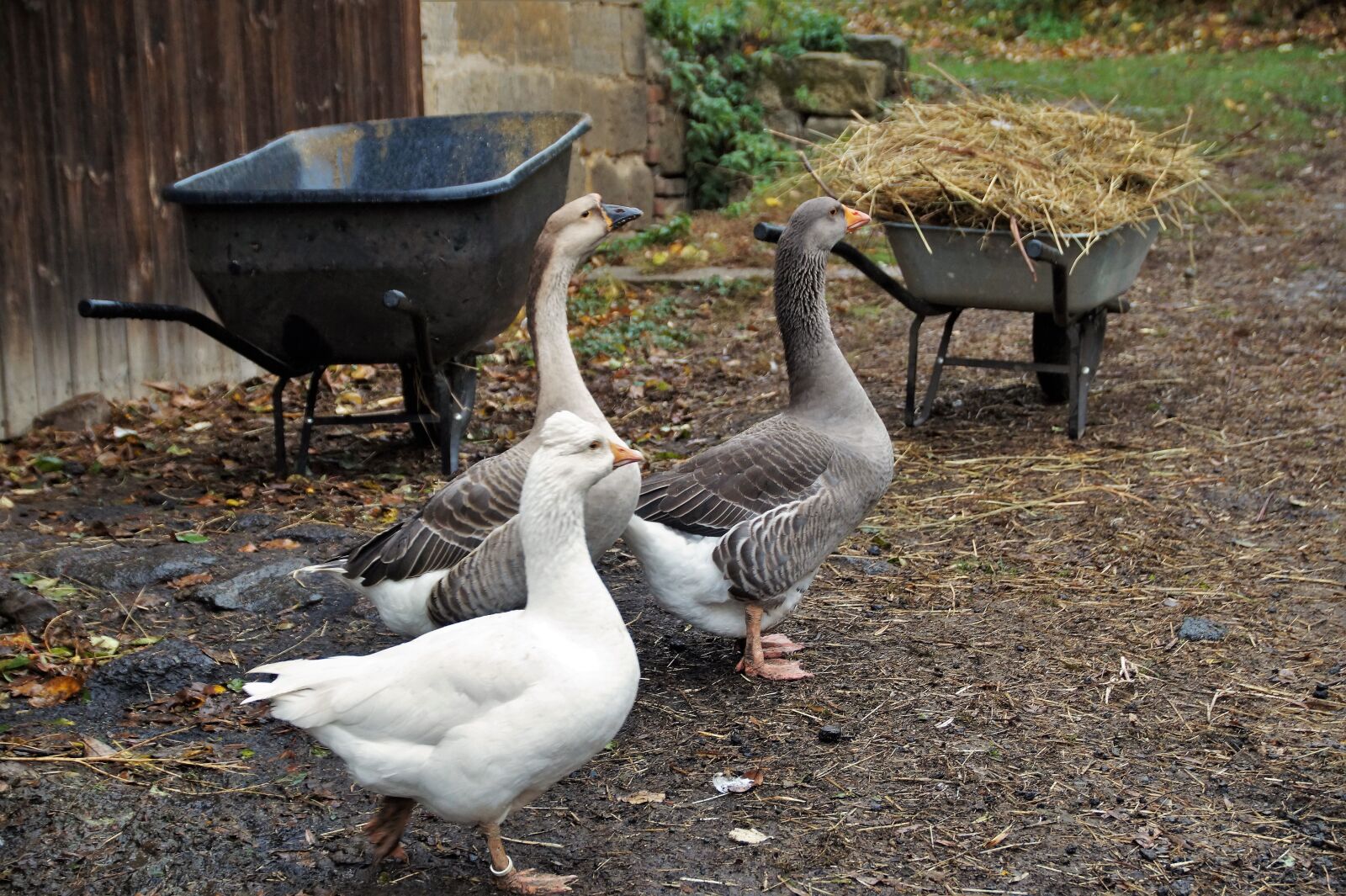 Sony SLT-A58 sample photo. Goose, home, poultry photography