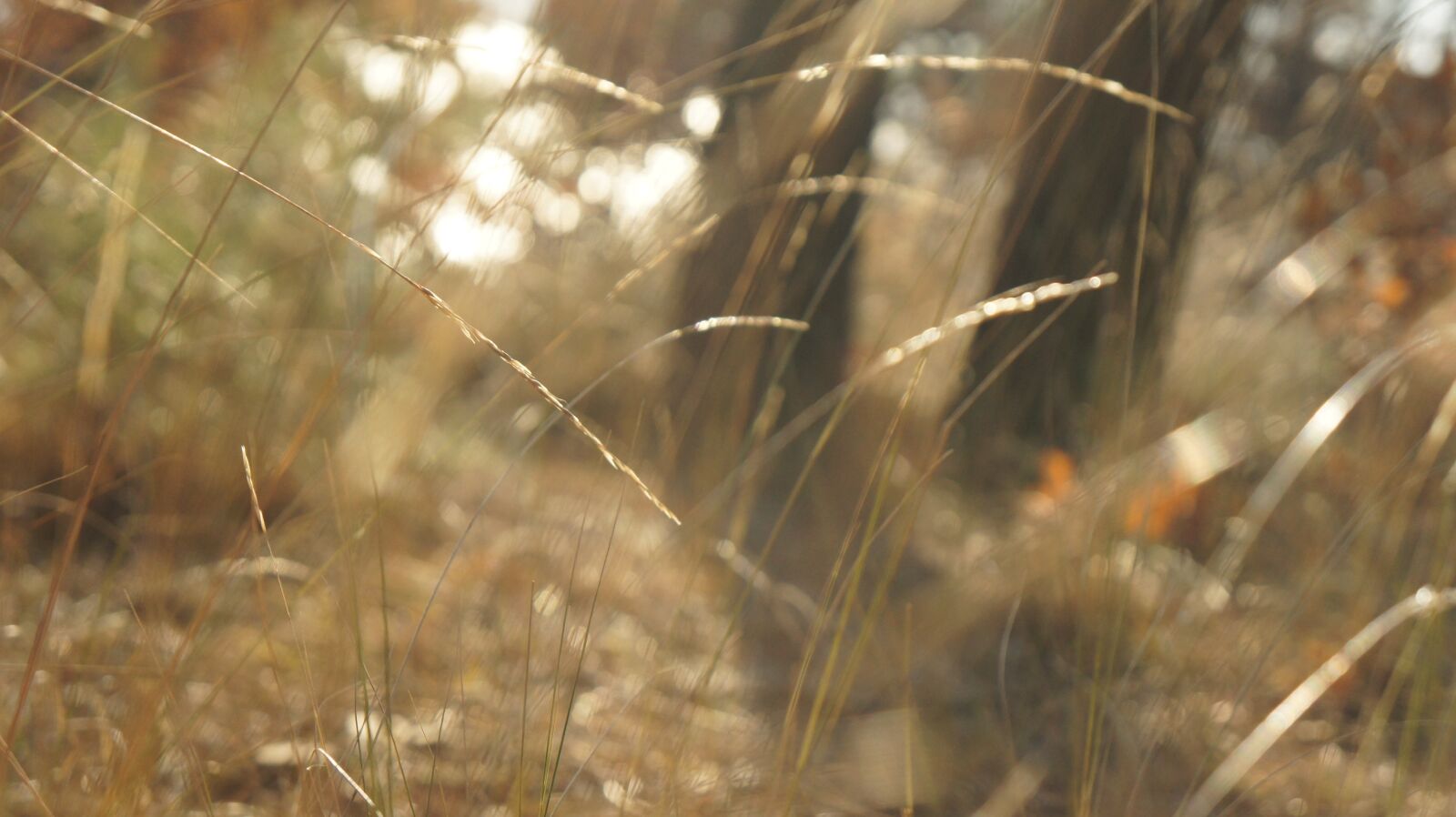 Sony Alpha NEX-5 sample photo. Grass, wind, herb photography