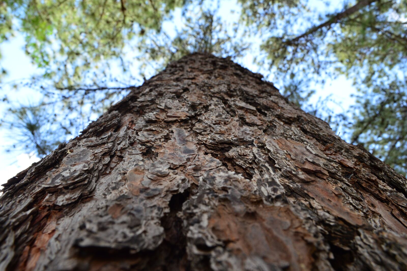 Nikon D3200 sample photo. Trunk, tree, wood photography