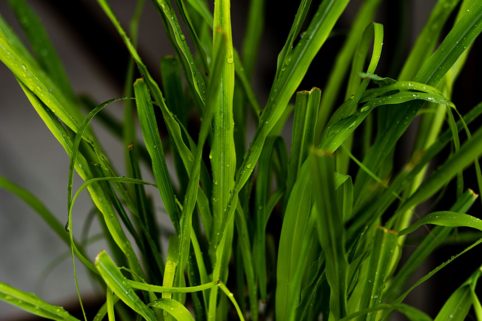 Nikon D5200 sample photo. Tree, green leaf, flowers photography