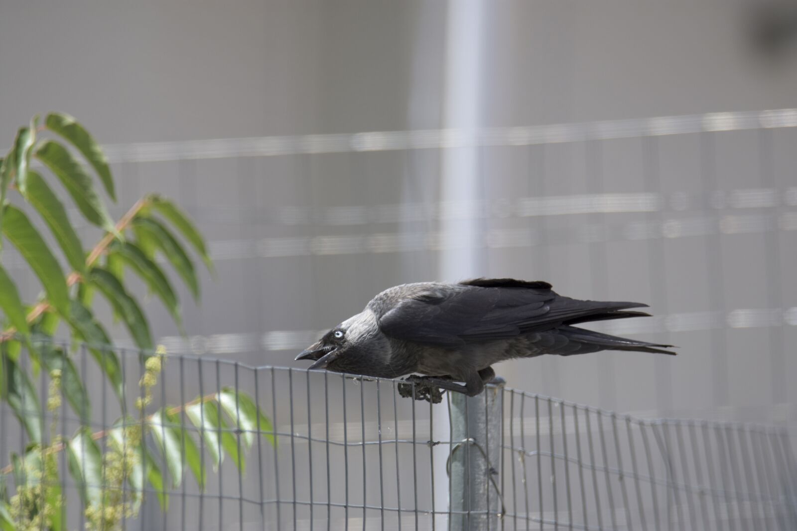 Nikon D7200 sample photo. Corvus cornix, play, bird photography