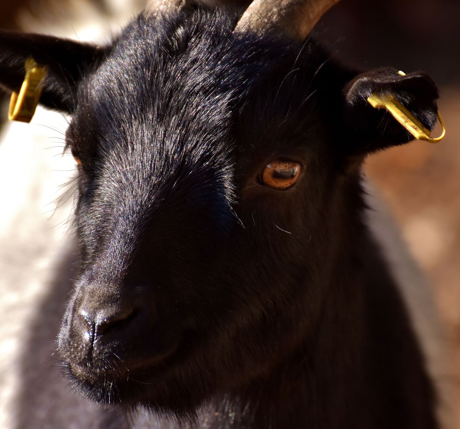 Nikon D7200 sample photo. Billy goat, goat, animal photography