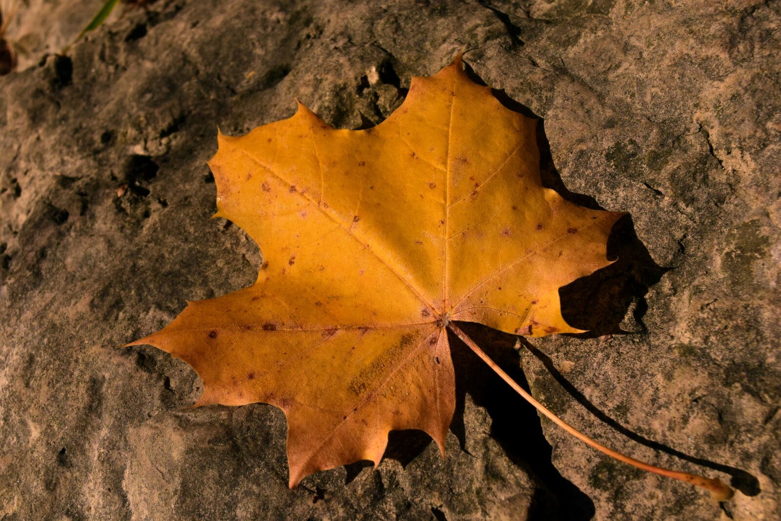 Nikon D3300 sample photo. Leaf, autumn, maple leaf photography